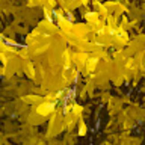 Meet your Posher, Zelina